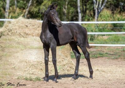 Photo of Unequaled Faith RSF (Le Formidable x Morricone x Freestyle)