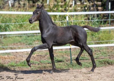 Photo of Unequaled Faith RSF (Le Formidable x Morricone x Freestyle)