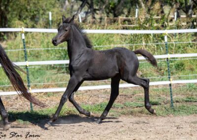 Photo of Unequaled Faith RSF (Le Formidable x Morricone x Freestyle)