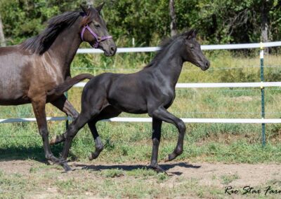 Photo of Unequaled Faith RSF (Le Formidable x Morricone x Freestyle)