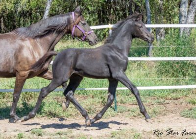 Photo of Unequaled Faith RSF (Le Formidable x Morricone x Freestyle)