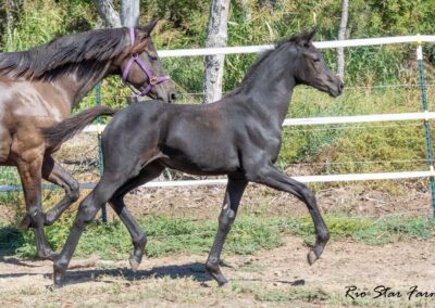 Photo of Unequaled Faith RSF (Le Formidable x Morricone x Freestyle)