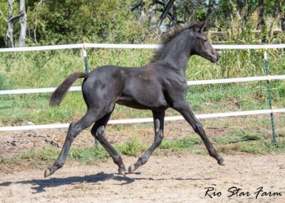 Photo of Unequaled Faith RSF (Le Formidable x Morricone x Freestyle)