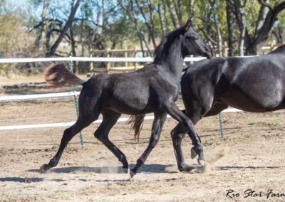 Photo of Unequaled Faith RSF (Le Formidable x Morricone x Freestyle)