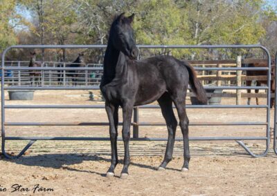 Photo of Unequaled Faith RSF (Le Formidable x Morricone x Freestyle)