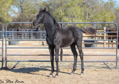 Photo of Unequaled Faith RSF (Le Formidable x Morricone x Freestyle)