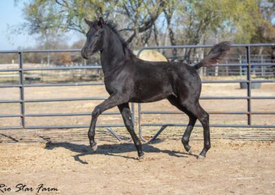 Photo of Unequaled Faith RSF (Le Formidable x Morricone x Freestyle)