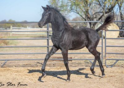 Photo of Unequaled Faith RSF (Le Formidable x Morricone x Freestyle)
