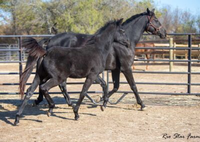 Photo of Unequaled Faith RSF (Le Formidable x Morricone x Freestyle)