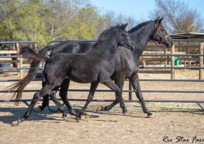 Photo of Unequaled Faith RSF (Le Formidable x Morricone x Freestyle)