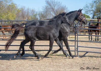 Photo of Unequaled Faith RSF (Le Formidable x Morricone x Freestyle)