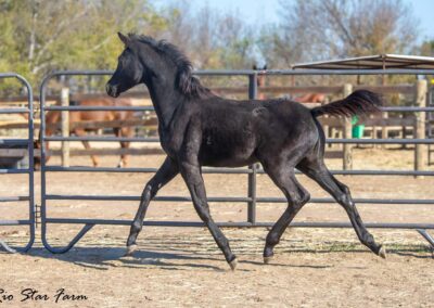 Photo of Unequaled Faith RSF (Le Formidable x Morricone x Freestyle)