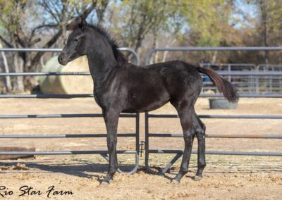 Photo of Unequaled Faith RSF (Le Formidable x Morricone x Freestyle)
