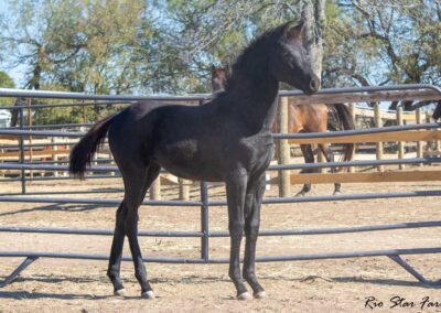Photo of Unequaled Faith RSF (Le Formidable x Morricone x Freestyle)