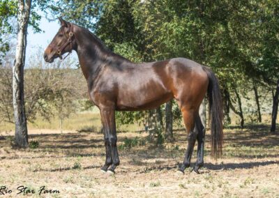 Photo of Roxanne RSF (Everdale x Sir James x Sempatico)