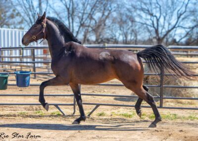 Photo of Roxanne RSF (Everdale x Sir James x Sempatico)