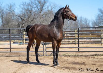 Photo of Roxanne RSF (Everdale x Sir James x Sempatico)