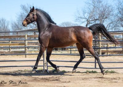 Photo of Roxanne RSF (Everdale x Sir James x Sempatico)