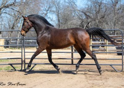 Photo of Roxanne RSF (Everdale x Sir James x Sempatico)