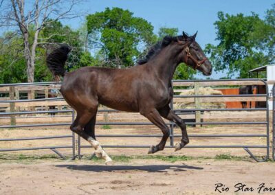 Photo of Stone RSF (Secret x Sir Gregory x Roemer) 2022 Gelding