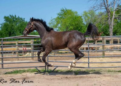 Photo of Stone RSF (Secret x Sir Gregory x Roemer) 2022 Gelding