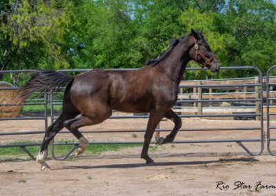 Photo of Stone RSF (Secret x Sir Gregory x Roemer) 2022 Gelding