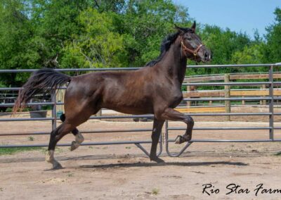 Photo of Stone RSF (Secret x Sir Gregory x Roemer) 2022 Gelding