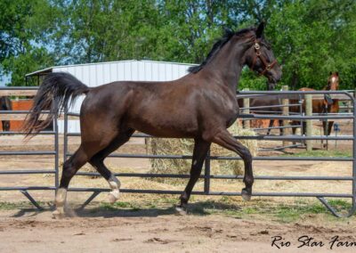 Photo of Stone RSF (Secret x Sir Gregory x Roemer) 2022 Gelding