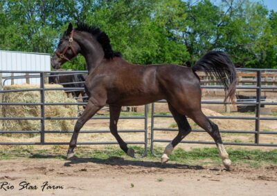 Photo of Stone RSF (Secret x Sir Gregory x Roemer) 2022 Gelding