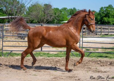 Photo of Fierce RSF (Fynch Hatton x Sagnol x Esbjerg)