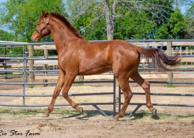Photo of Fierce RSF (Fynch Hatton x Sagnol x Esbjerg)