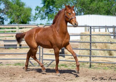 Photo of Fierce RSF (Fynch Hatton x Sagnol x Esbjerg)