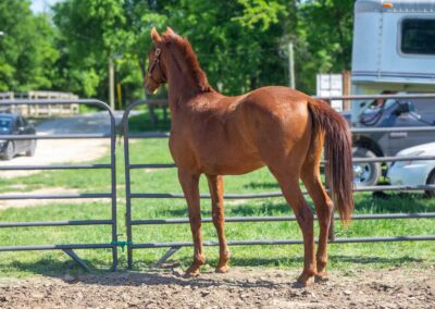 Photo of Fierce RSF (Fynch Hatton x Sagnol x Esbjerg)