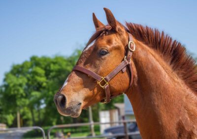 Photo of Fierce RSF (Fynch Hatton x Sagnol x Esbjerg)
