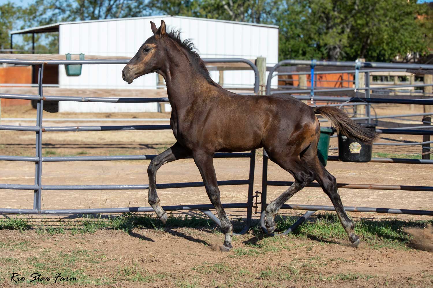 Gaelic RSF (Galaxy Coeur x Wolkentanz II x Freestyle) Photo of Gaelic RSF (Galaxy Coeur x Wolkentanz II x Freestyle)