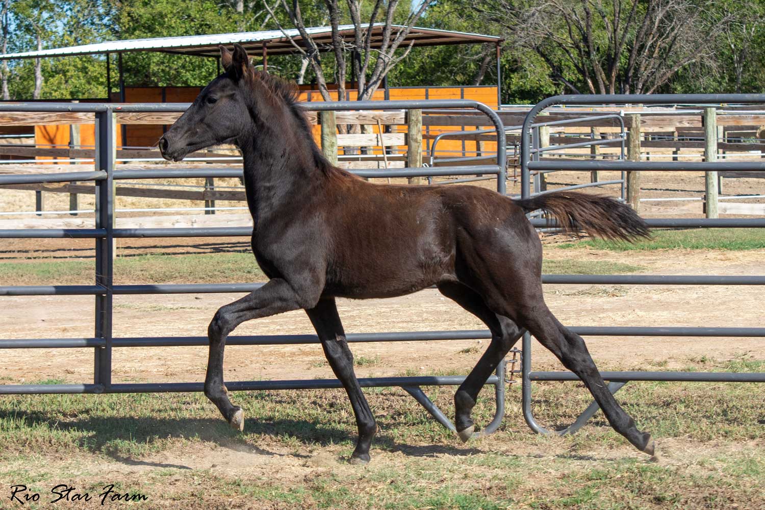 Viconic RSF (Sonnenberg's Jersey x Gaudi x Roemer) Photo of Viconic RSF (Sonnenberg's Jersey x Gaudi x Roemer)