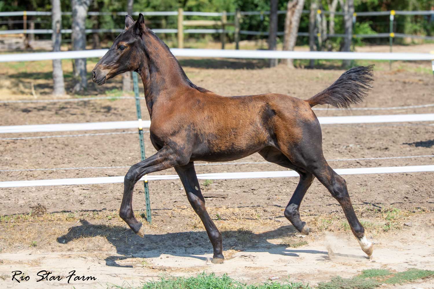 Valentina RSF 9Premier SSF x Qredit x Diamond Stud) Photo of Valentina RSF<br />
9Premier SSF x Qredit x Diamond Stud)