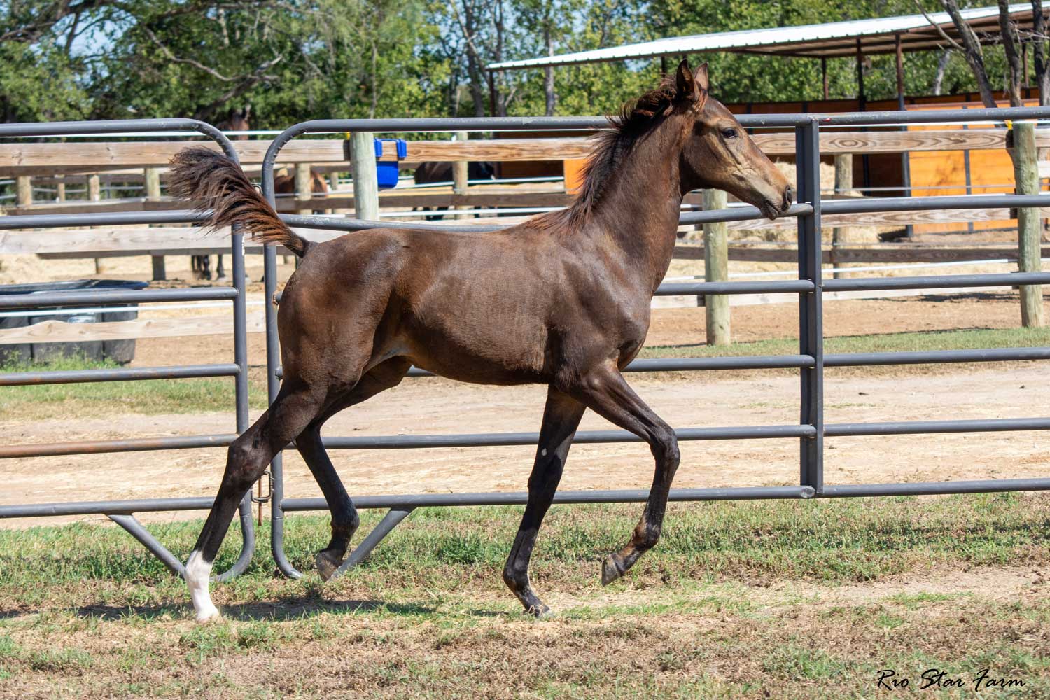 Juliet RSF (Epic Eastwood x Vitalis x Freestyle) Photo of Juliet RSF (Epic Eastwood x Vitalis x Freestyle)