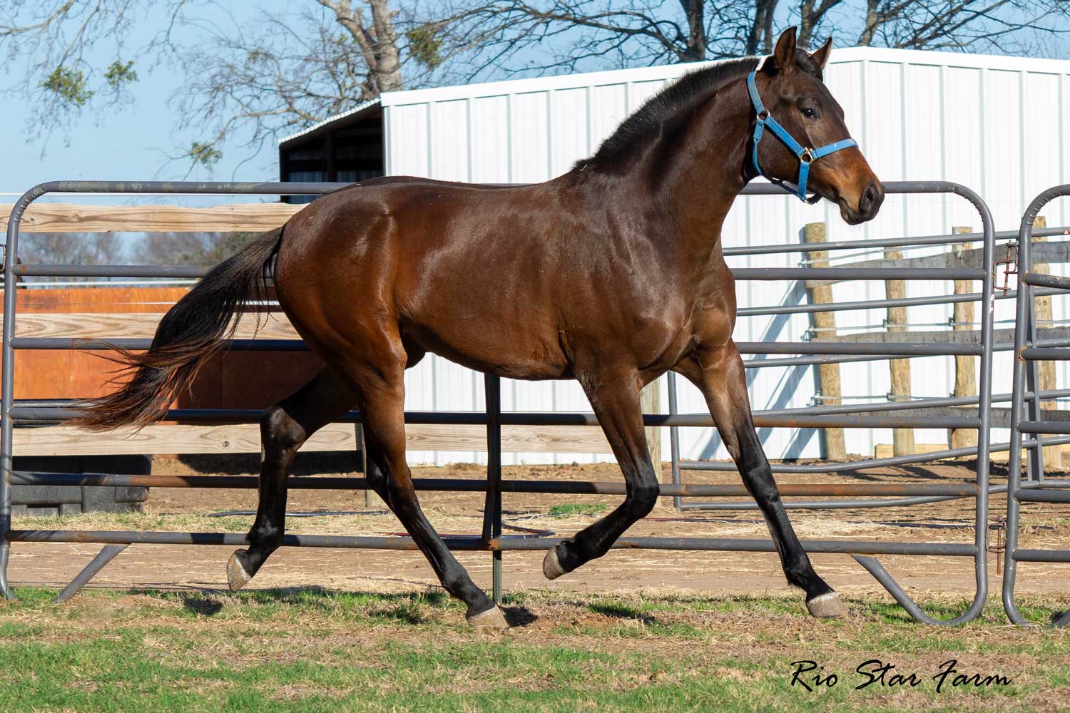 Willow Rose RSF (Fynch Hatton x Rascalino x Winterprinz) Photo of Willow Rose RSF (Fynch Hatton x Rascalino x Winterprinz)