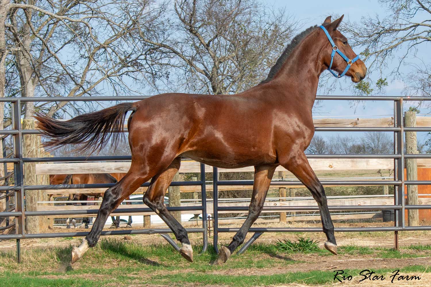 Unwilder RSF (Buckingham x Wolkentanz II x Freestyle) Photo of Unwilder RSF (Buckingham x Wolkentanz II x Freestyle)