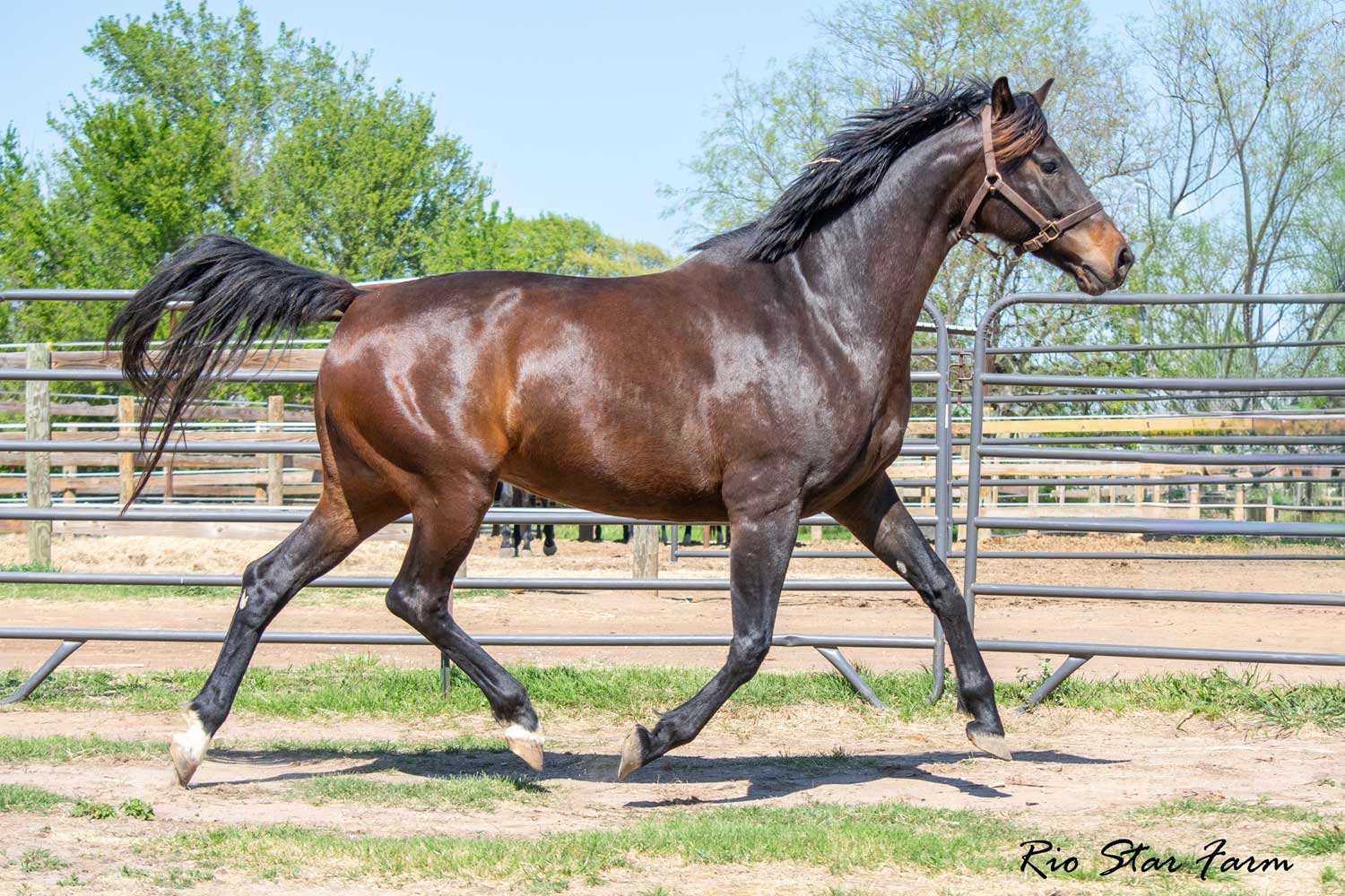 Julianna RSF (Vitalis x Freestyle x Cicero) Photo of Julianna RSF (Vitalis x Freestyle x Cicero)