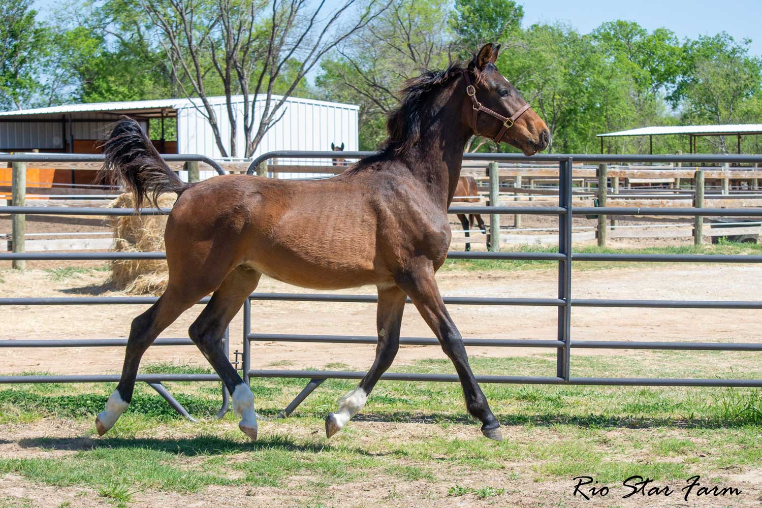 D'Angelo RSF (Dynamic Dream x Rascalino X Winterprinz) Photo of D'Angelo RSF (Dynamic Dream x Rascalino X Winterprinz)