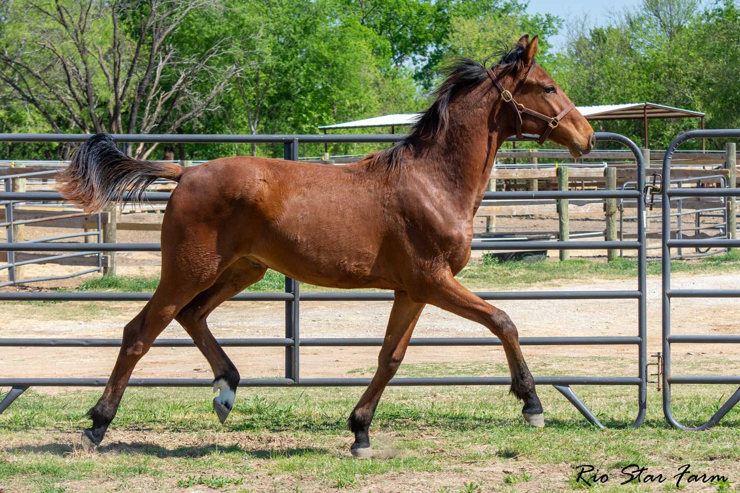 Valent RSF (Valverde x Epic Eastwood x Diamond Stud) Photo of Valent RSF (Valverde x Epic Eastwood x Diamond Stud)