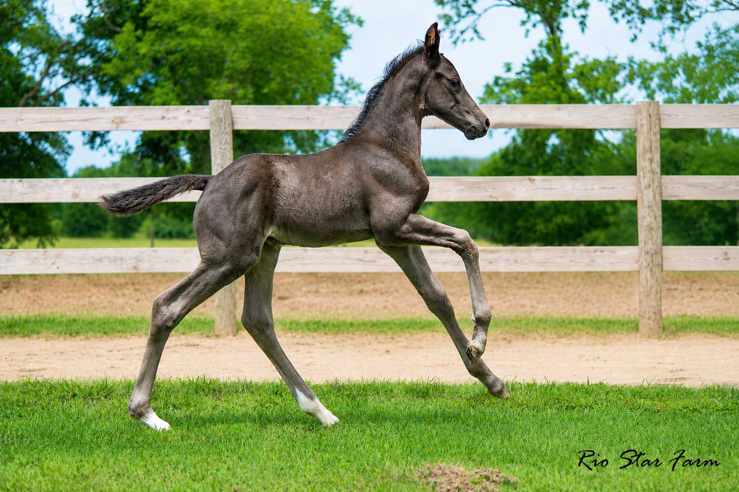 Proud Heritage RSF (Proud James x Sir Gregory x Roemer)00 Photo of Proud Heritage RSF (Proud James x Sir Gregory x Roemer)