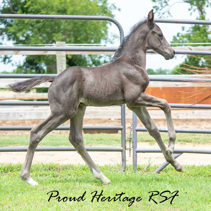 Proud Heritage RSF (Proud James x Sir Gregory x Roemer) Photo of Proud Heritage RSF (Proud James x Sir Gregory x Roemer)