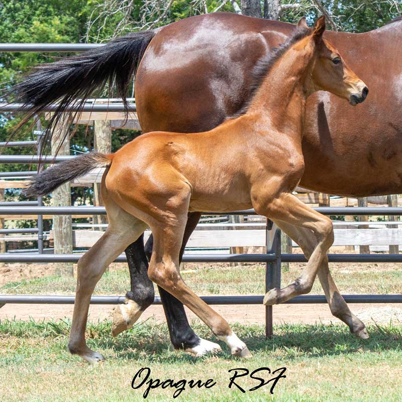Opaque RSF (Opoque x Eastwood x Diamond Stud) Photo of Opaque RSF (Opoque x Eastwood x Diamond Stud)