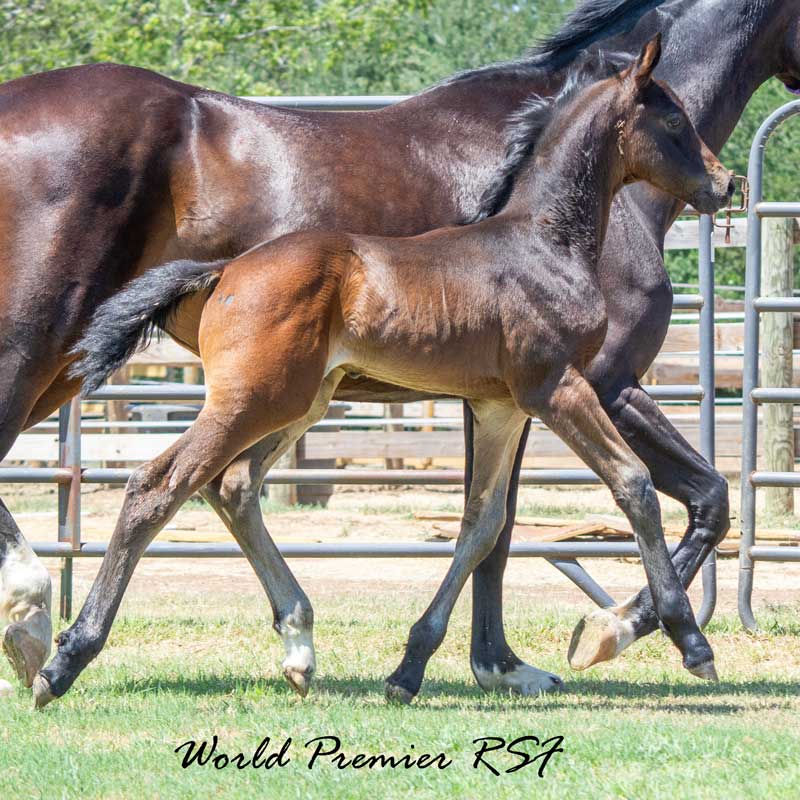 World Premier RSF (Premier SSF x Qredit x Diamond Stud x Fürstenreich) Photo of World Premier RSF<br />
(Premier SSF x Qredit x Diamond Stud x Fürstenreich)