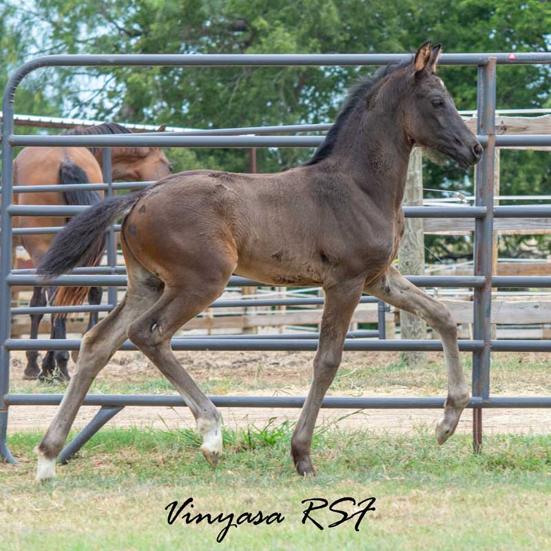 Vinyasa RSF (V Power x Hesselhøj Donkey Boy x Wolkentanz II x Freestyle) Photo of Vinyasa RSF (V Power x Hesselhøj Donkey Boy x Wolkentanz II x Freestyle)